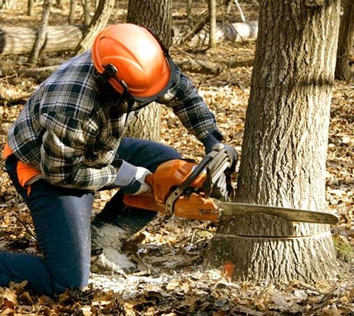 Tree Removal in Mexican Hat, UT
